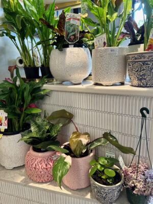 cordony-gift-store (6)